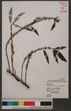Debregeasia edulis (Sieb. & Zucc.) Wedd. 