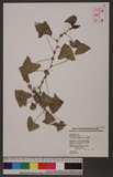 Polygonum perfoliatum L. 扛板歸