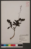 Talinum triangulare Willd H