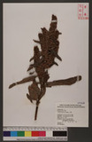 Rumex crispus L. var. japonicus (Houtt.) Makino 羊蹄