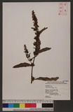 Rumex crispus L. var. japonicus (Houtt.) Makino Ͽ