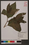Phytollaca americana L. 美洲商陸