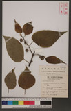 Broussonetia papyrifera (L.) LHerit. ex Vent. c