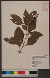 Phyollaca acinosa Roxb. OWӳ