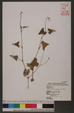 Polygonum senticosum (Meisn.) Franch. & Sav. d