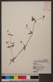 Cucubalus baccifer L. 
