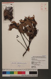 Taxillus lonicerifolius (Hayata) Chiu ԥVH