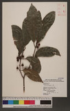 Ficus nervosa Heyne