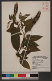 Phytollaca americana L. wӳ