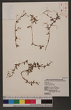 Boerhavia diffusa L. Ӥ