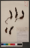 Balanophora laxiflora Hemsl. ex Forbes & Hemsl. JD