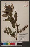 Phytollaca americana L. wӳ