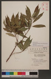 Ficus formosana Maxim. forma shimadai Hayata ӸѥPG