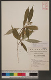 Ficus formosana Maxim. forma shimadai Hayata ӸѥPG