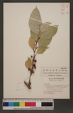 Ficus virgata Reinw. ex Blume.var. philippinensis (Miq.) Com զ׺_