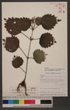 Boehmeria pilushanensis Y. C. Liu & F. Y. Lu SsR