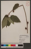 Ficus erecta Thunb. var. beecheyana (Hook. & Arn.) King ź_