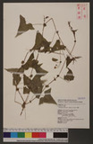 Polygonum senticosum (Meisn.) Franch. & Sav. d