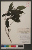 Oreocnide pedunculata (Shirai) Masamune 𵵳