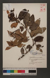 Taxillus rhododendricolus (Hayata) Chiu YH