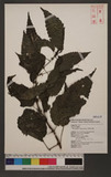 Pilea angulata (Blume) Blume `N