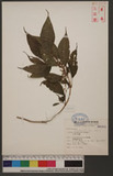 Pilea melastomoides (Poir.) Wedd. jN