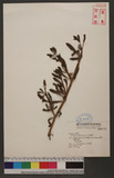 Sesuvium portulacastrum (L.) L. 