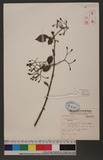 Pisonia aculeata L. G