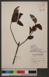 Taxillus rhododendricolus (Hayata) Chiu YH