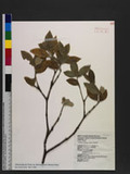 Skimmia japonica Thunb. var. distincte-venulosa (Hayata) Chang ߯