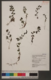 Elatostema trilobulatum (Hayata) Yamazaki ӱ