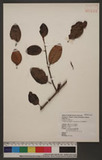 Taxillus lonicerifolius (Hayata) Chiu ԥVH