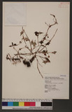 Polygonum runcinatum Buch-Ham ex Don 夦