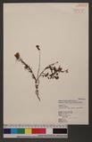 Portulaca pilosa L. subsp. grankifora Geesink Qd
