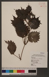 Boehmeria pilushanensis Y. C. Liu & F. Y. Lu SsR