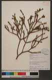 Viscum articulata Burm. RUH