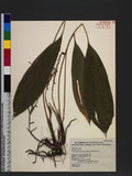 Peliosanthes arisanensis Hayata syl