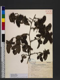 Smilax discotis Warburg subsp. concolor (Norton) T. Koyama yn