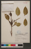 Ficus virgata Reinw. ex Blume q_