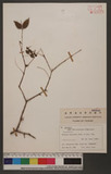 Buckleya lanceolata (Sieb. et Zucc.) Miq