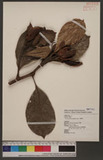 Artocarpus heterophyllus Lam. iùe