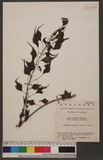 Boehmeria spicata (Thunb.) Thunb