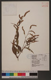 Polygonum lapathifolium L. ]d