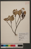 Korthalsella japonica (Thunb.) Engler, Engler & Prantl. ̸H