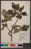Broussonetia papyrifera (L.) L'Herit. ex Vent. c