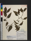 Smilax lanceifolia Roxb. OWgd