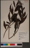 Pronephrium cuspidatum (Blume) Holtt. ޷s뿹