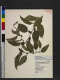 Smilax lanceifolia Roxb. OWgd