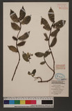 Pellionia setrohispida W. T. Wang(URTICACEAE)