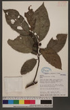 Ficus fistulosa Reinw. ex Blume f ޥ
